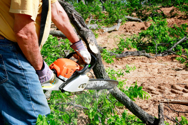 Best Tree Removal Cost  in Warren, IL